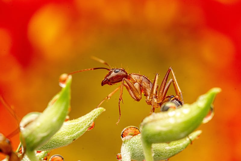 Ladybug on leaf